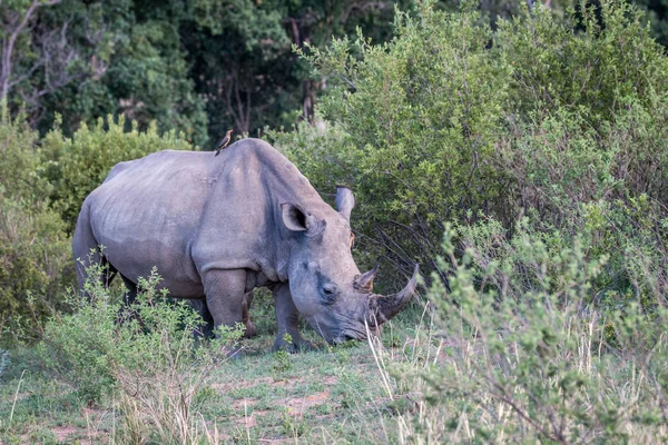 Beyaz rhino ayakta çim. — Stok fotoğraf