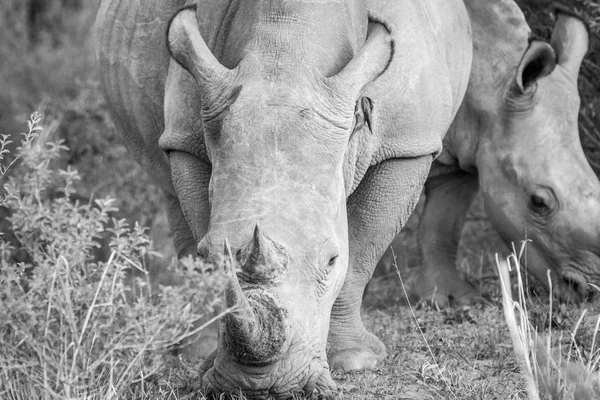 Gros plan d'un rhinocéros blanc dans l'herbe . — Photo
