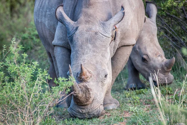 Detailní záběr z bílých nosorožců v trávě. — Stock fotografie