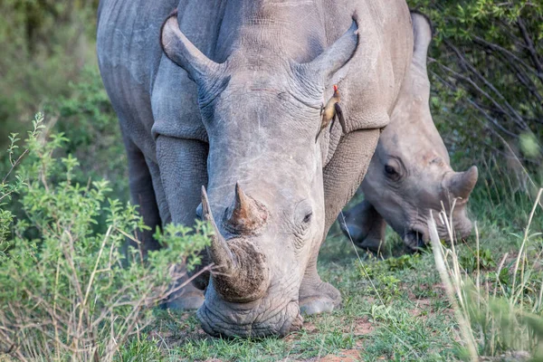 Primer plano de un rinoceronte blanco en la hierba . — Foto de Stock