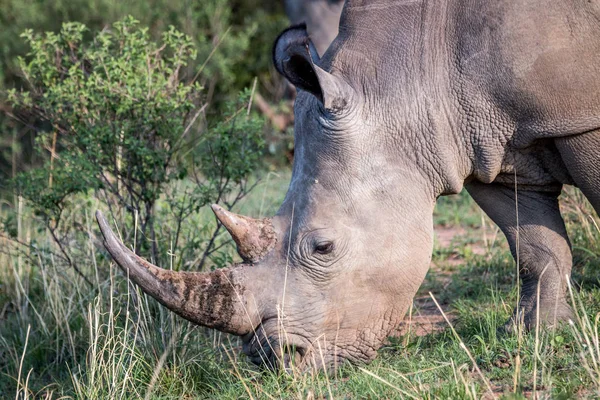 Close up of a White rhino in the grass. — Stock Photo, Image