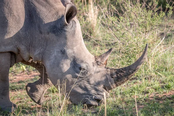 Close up of a White rhino in the grass. — Stock Photo, Image