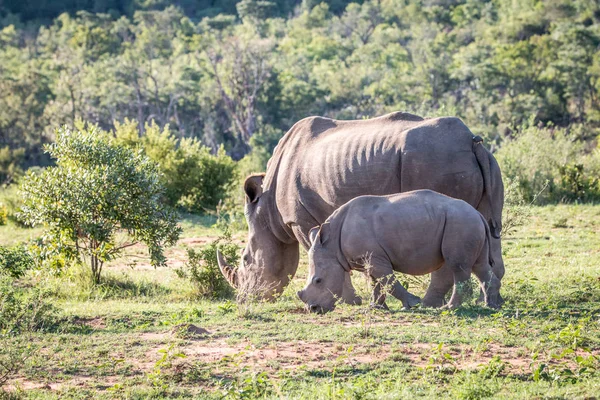 Beyaz rhino anne ve bebek çim. — Stok fotoğraf