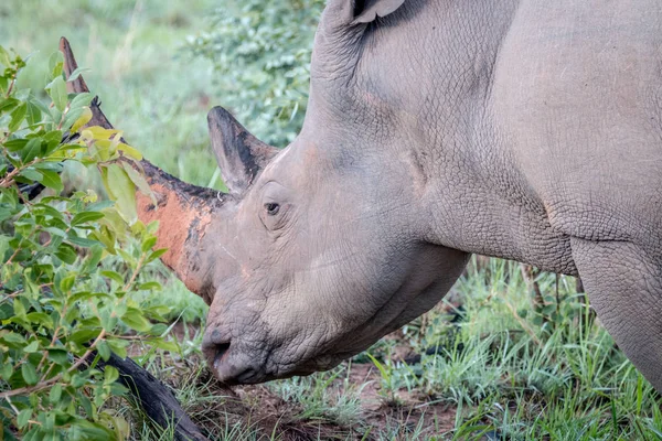 Side profile of a big White rhino male.