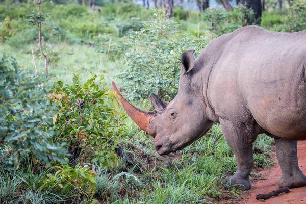 Side profile of a big White rhino male. — Stock Photo, Image