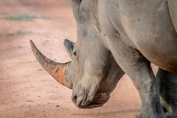 Side profile of a big White rhino male.