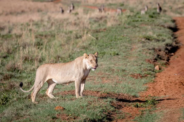 Lion marchant dans l'herbe à Welgevonden . — Photo