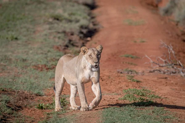 Lion marche vers la caméra . — Photo