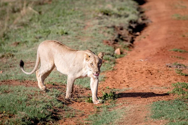 사자는 카메라를 향해 걸어. — 스톡 사진