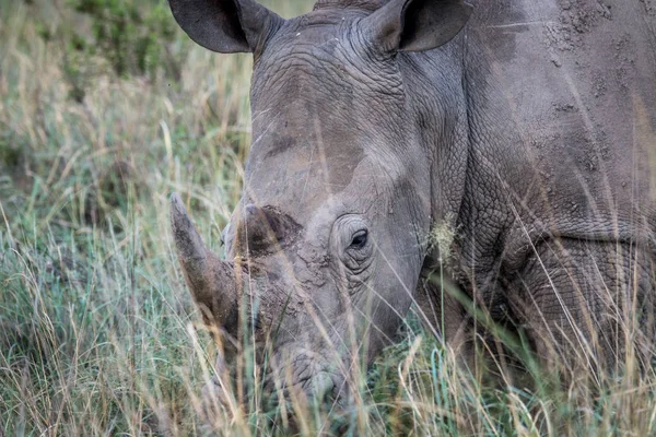 Beyaz rhino çim, yakın çekim. — Stok fotoğraf