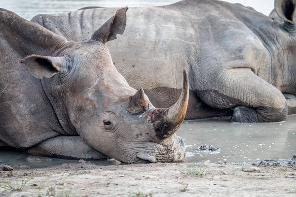 Beyaz rhino veriyorsun, yakın çekim. — Stok fotoğraf