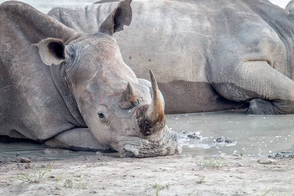 Beyaz rhino veriyorsun, yakın çekim. — Stok fotoğraf