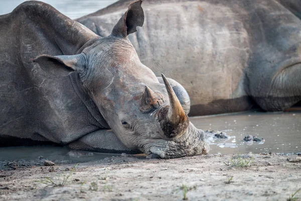 Gros plan d'un rhinocéros blanc allongé . — Photo