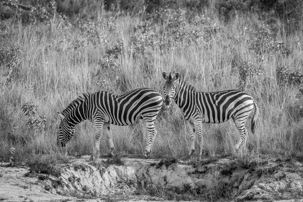Duas zebras de pé na grama . — Fotografia de Stock