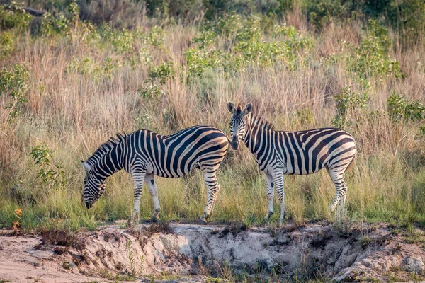 Két zebrák állandó a fűben. — Stock Fotó