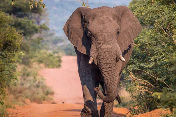 Μεγάλο ταύρος ελεφάντων περπατώντας στο δρόμο. — Φωτογραφία Αρχείου