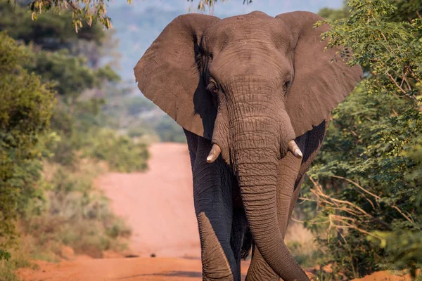 Μεγάλο ταύρος ελεφάντων περπατώντας στο δρόμο. — Φωτογραφία Αρχείου