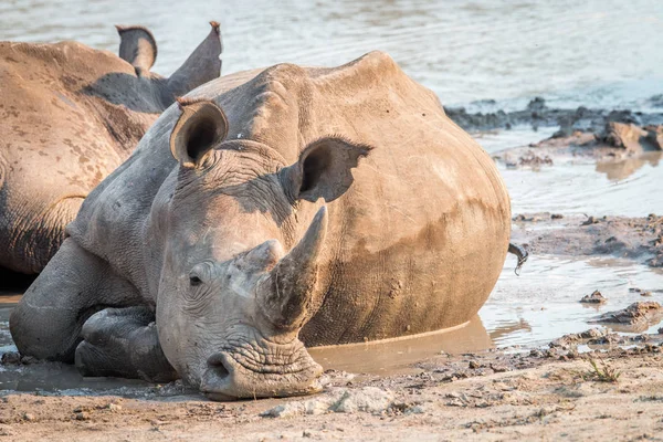 Rhinocéros blanc posé dans la boue . — Photo