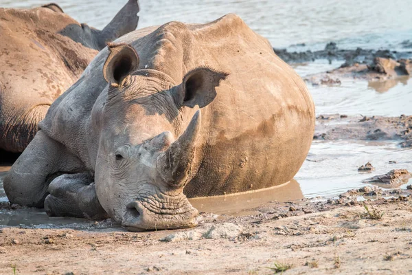 Beyaz rhino çamur içinde döşeme. — Stok fotoğraf