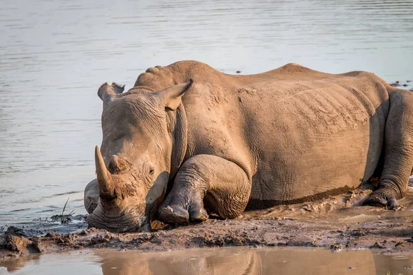 Beyaz rhino çamur içinde döşeme. — Stok fotoğraf