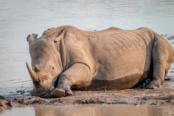 Rinoceronte branco deitado na lama . — Fotografia de Stock