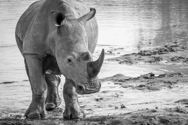 Big White rinocer starring la the camera . — Fotografie, imagine de stoc