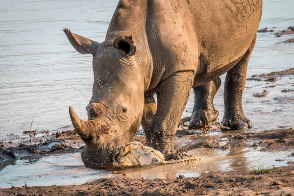 Biraz su içme büyük beyaz rhino. — Stok fotoğraf