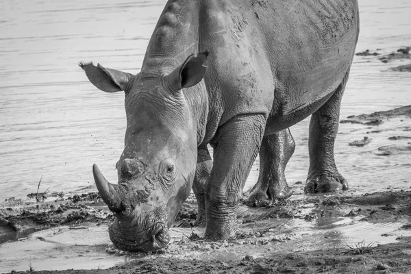 Grande rinoceronte bianco bere un po 'd'acqua . — Foto Stock