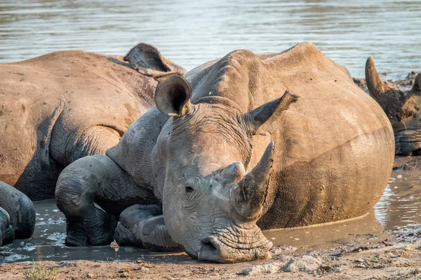 Büyük beyaz rhino döşeme su, Güney Afrika. — Stok fotoğraf