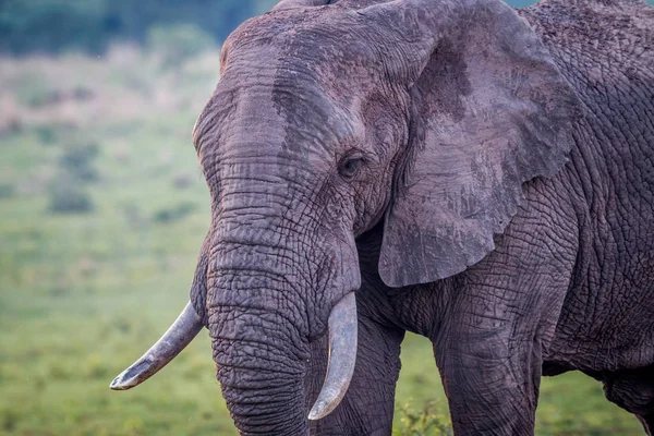 Side profile of a big Elephant bull.