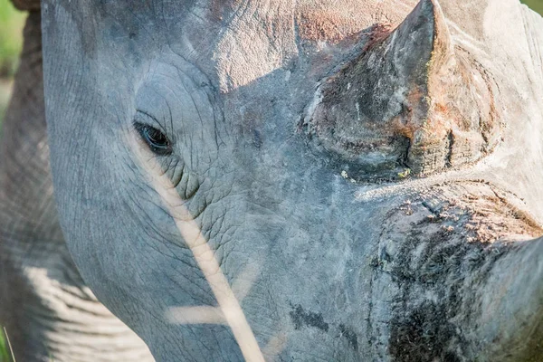 Close up of a White rhino head. — Stock Photo, Image