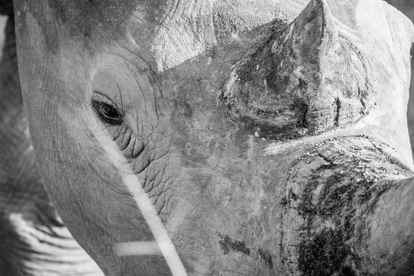 Крупным планом головы белого носорога . — стоковое фото