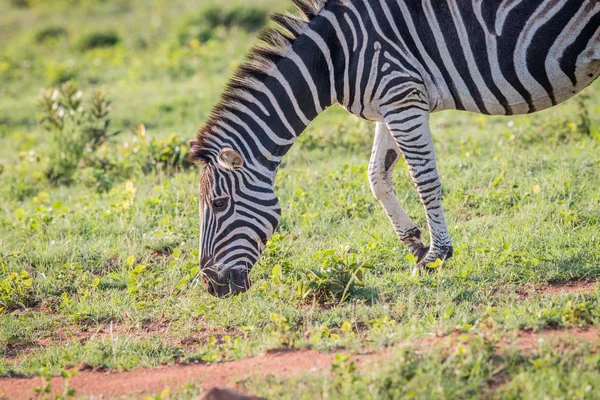 Zebra betar från en gräs-patch. — Stockfoto