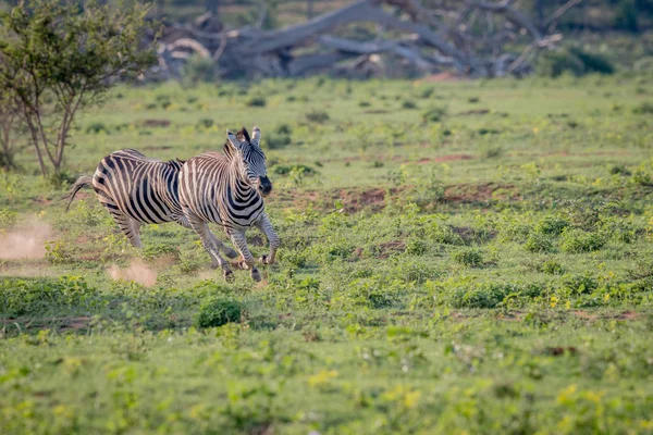 Zwei Zebras jagen einander. — Stockfoto