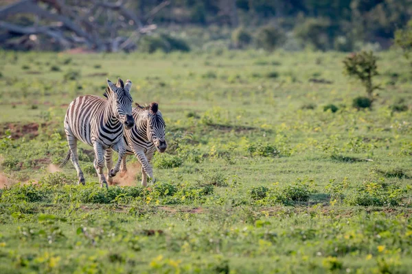 Zwei Zebras jagen einander. — Stockfoto