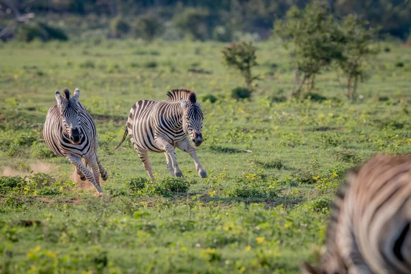 Zwei Zebras jagen einander. — Stockfoto