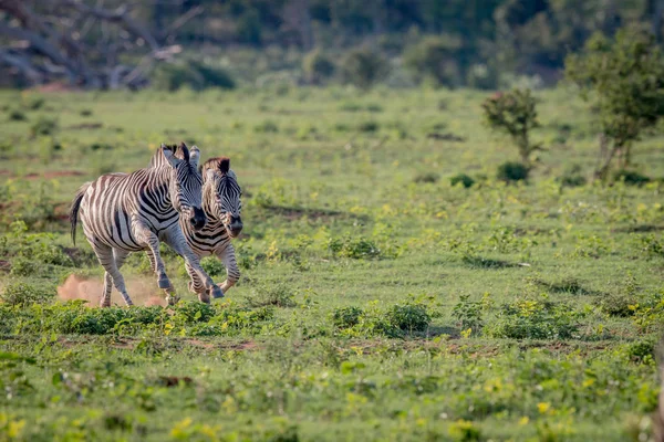 Два зебр ганятися один з одним. — стокове фото