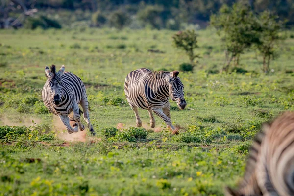 Zwei Zebras jagen einander. — Stockfoto