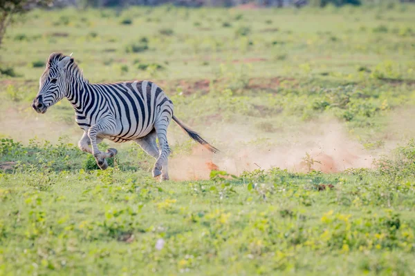Zebra takip edildiğini de cephede çalışan.