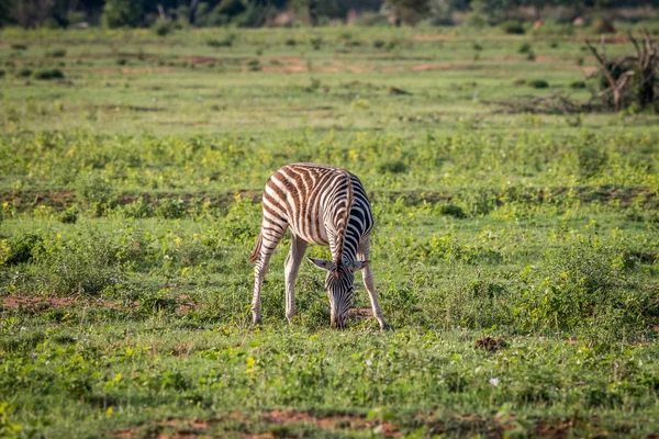 Bebé Cebra pastando en una llanura abierta . —  Fotos de Stock