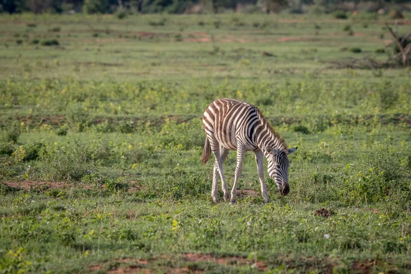 Baby Zebra grazing on an open plain. — Stock Photo, Image