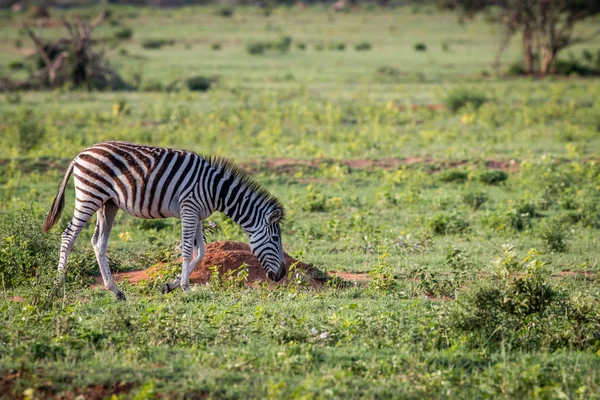 Baby Zebra grazing on an open plain. — Stock Photo, Image
