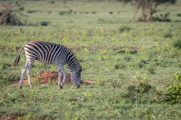 Zebrababy weidet auf offener Ebene. — Stockfoto