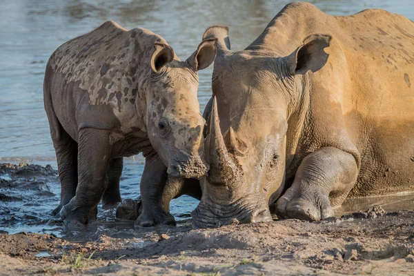 Bir bebek buzağı ile annesi beyaz rhino. — Stok fotoğraf