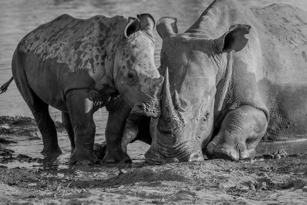 Mãe rinoceronte branco com um bezerro bebê . — Fotografia de Stock