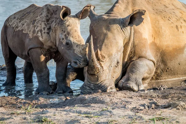 Bir bebek buzağı ile annesi beyaz rhino. — Stok fotoğraf