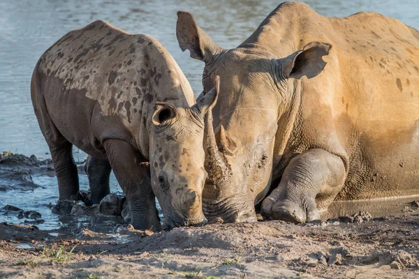 Mère Rhinocéros blanc avec un bébé veau . — Photo