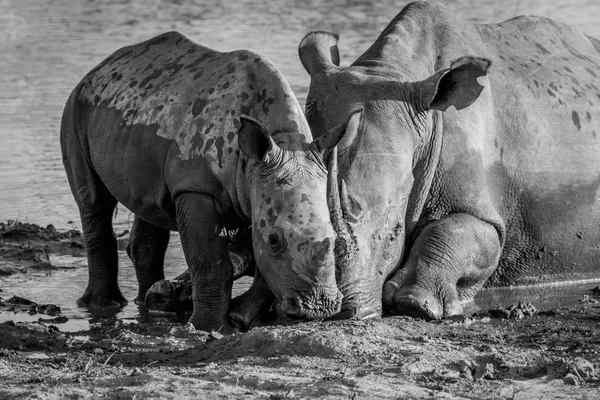 Bir bebek buzağı ile annesi beyaz rhino. — Stok fotoğraf