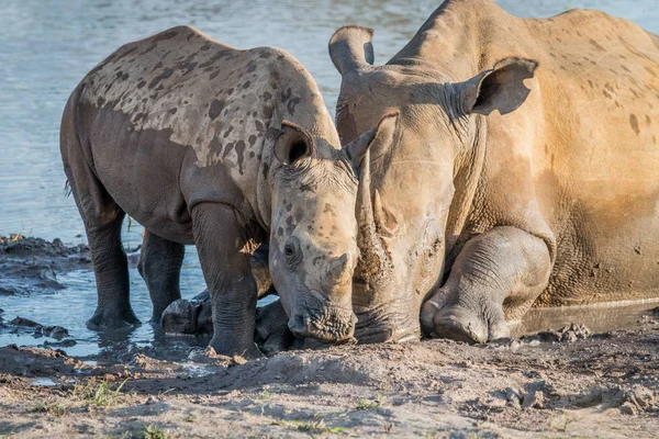 Bir bebek buzağı ile annesi beyaz rhino. — Stok fotoğraf