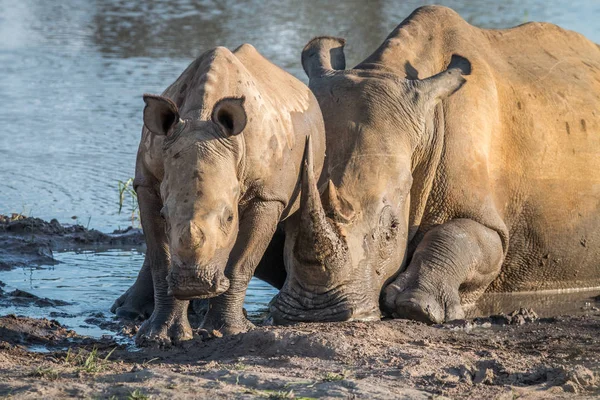 Bir bebek buzağı ile annesi beyaz rhino. — Stok fotoğraf